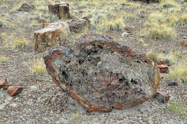 Petrified tree trunks