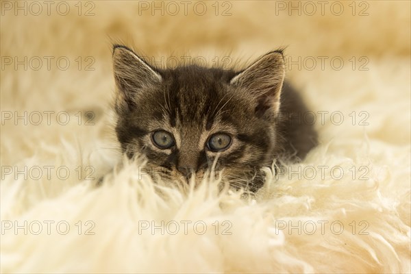 Tabby kitten