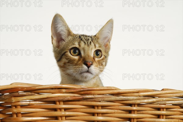 Young Siamese-Bengal crossbreed kitten looking over the edge of a basket