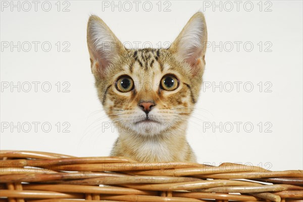 Young Siamese-Bengal cat