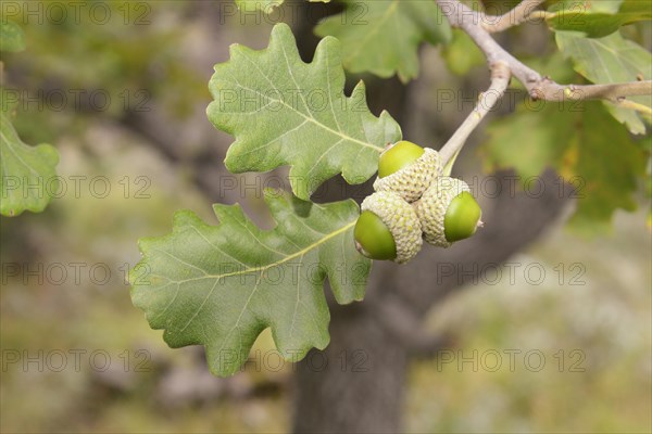 Dwarf Oak (Quercus sp.)