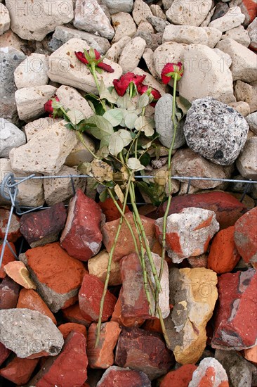 Roses lying on the foundation of the camp commemorating prisoners of KZ Neuengamme