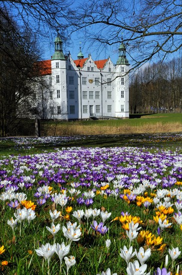 Crocuses (Crocus sp.) in front of Schloss Ahrensburg Castle