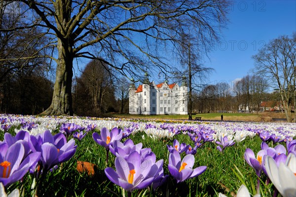 Crocuses (Crocus sp.) in front of Schloss Ahrensburg Castle