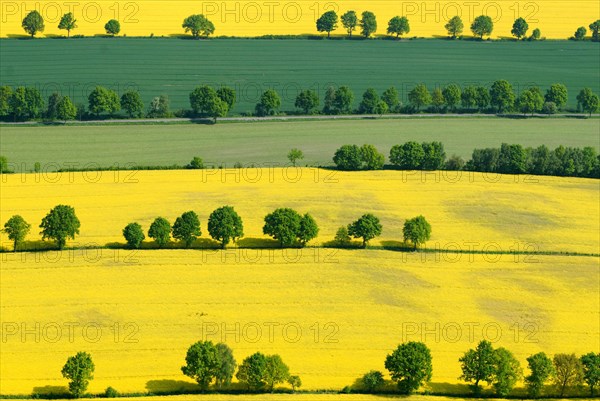 Hedgerow landscape with fields of rapeseed