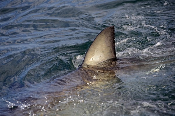 Great White Shark (Carcharodon carcharias)