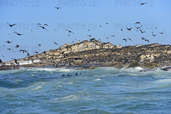 Cape Cormorants or Cape Shags (Phalacrocorax capensis)