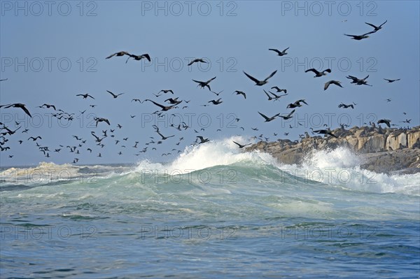 Cape Cormorants or Cape Shags (Phalacrocorax capensis)