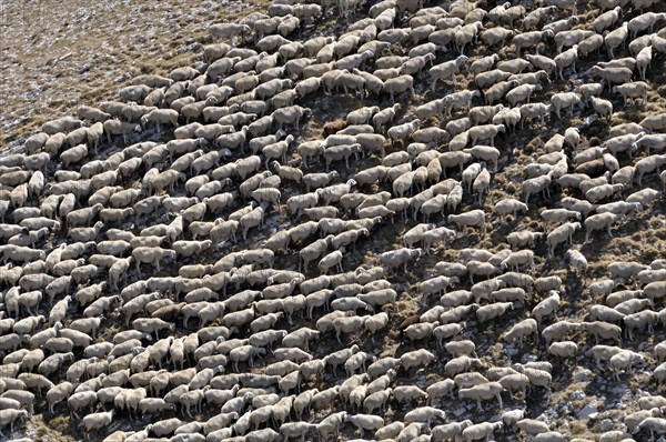 Flock of sheep huddled together