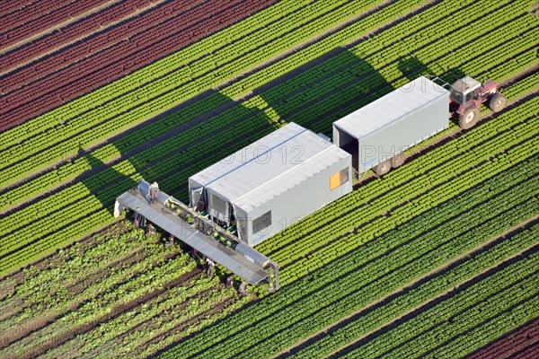 Lettuce harvest and processing