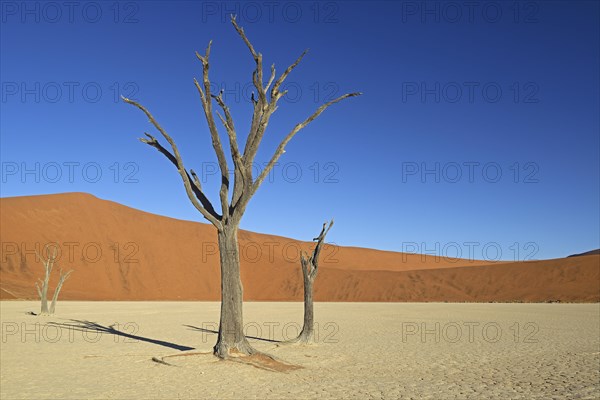 Dead Camel Thorn or Giraffe Thorn (Acacia erioloba) trees in the evening light