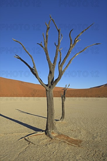 Dead Camel Thorn or Giraffe Thorn (Acacia erioloba) trees in the evening light