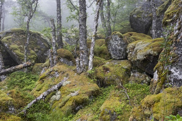 Moss-covered rocks and birches along the hiking trail to Hardangervidda mountain plateau
