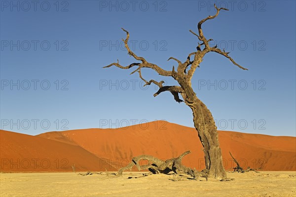 Dead Camel Thorn or Giraffe Thorn (Acacia erioloba) in the evening light