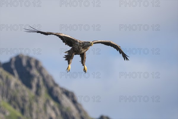 White-tailed Eagle or Sea Eagle (Haliaeetus albicilla)