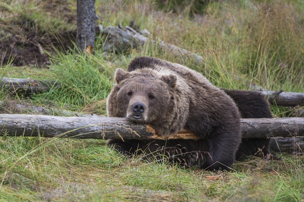 Brown bear (Ursus arctos) lying on a fallen tree trunk