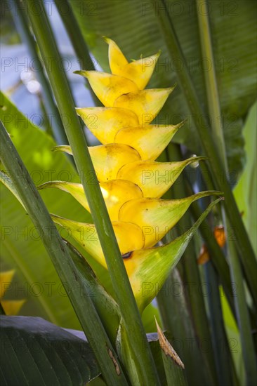 Heliconia