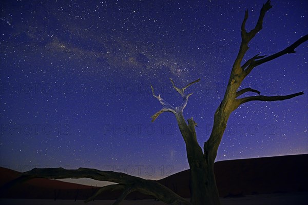 Camel thorn tree (Acacia erioloba)