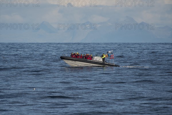 Speed boat with tourists on a whale watching tour