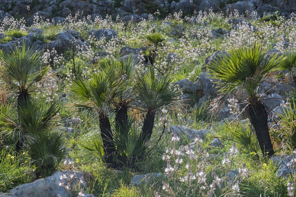 European fan palm