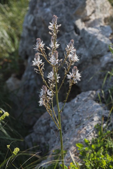 Branched Asphodel (Asphodelus ramosus)