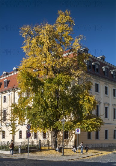 Historical gingko tree in autumn foliage