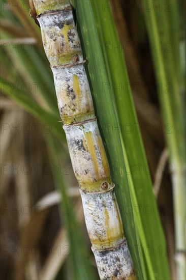 Sugar cane