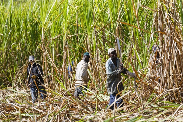 Workers cutting sugar cane
