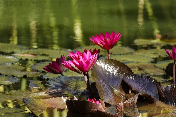 Water lilies (Nymphaea) on a lily pond