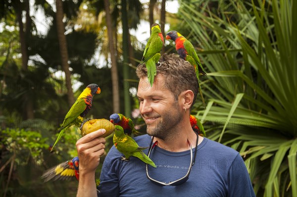 Man feeding Rainbow lorikeets (Trichoglossus haematodus) with a mango