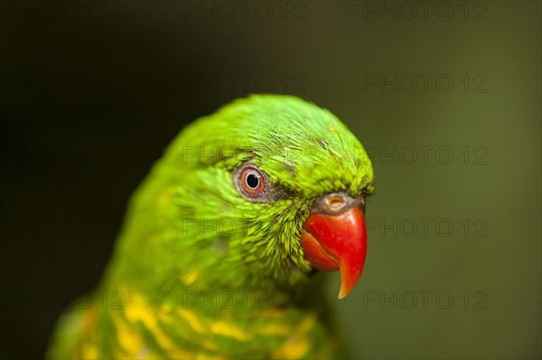 Rainbow lorikeet (Trichoglossus haematodus)