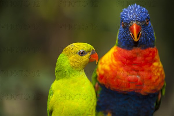 Rainbow lorikeets (Trichoglossus haematodus)