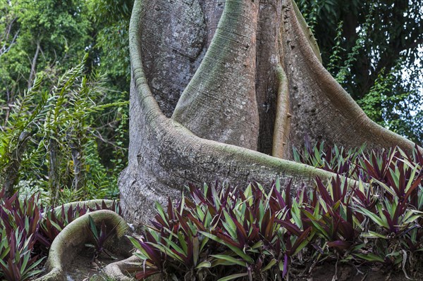 Breadfruit tree