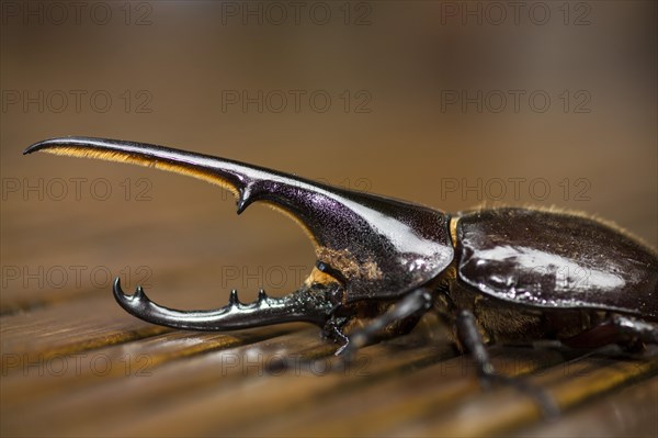 Hercules beetle (Dynastes hercules)