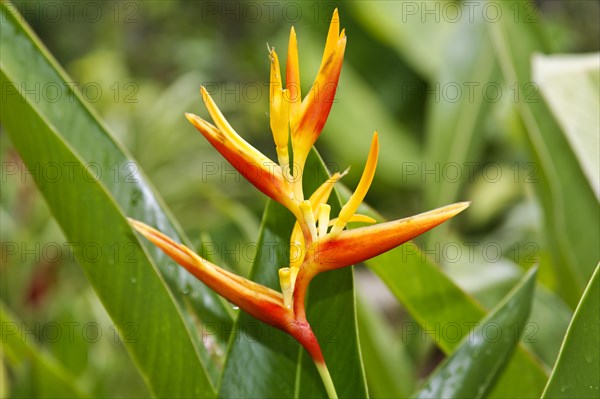 Heliconia