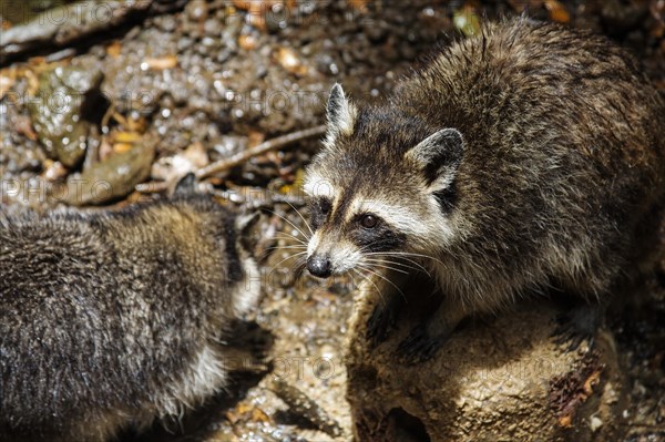 Guadeloupe raccoon (Procyon lotor minor)