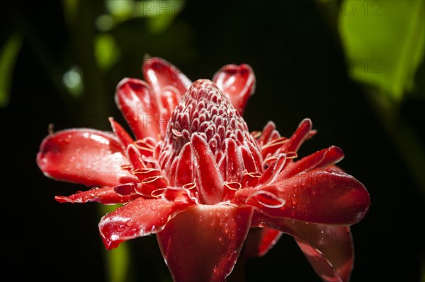 Porcelain Rose