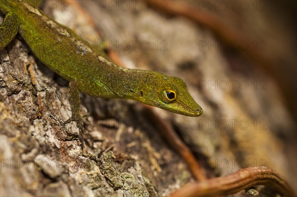 Gecko (Gekkonidae)