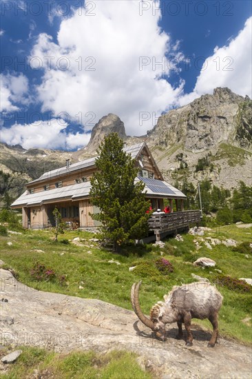 Alpine Ibex (Capra ibex) grazing in front of the Refuge de la Cougourde