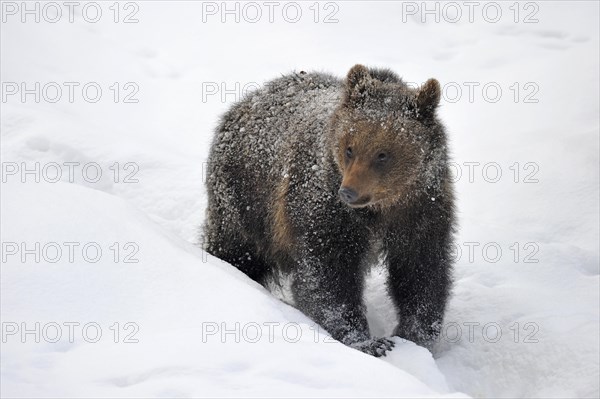 Brown Bear (Ursus arctos)