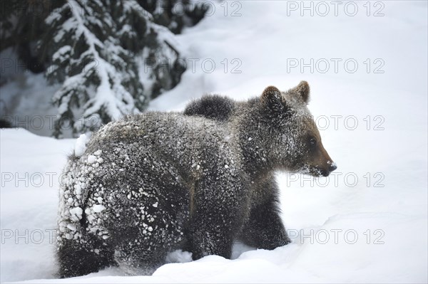 Brown Bear (Ursus arctos)