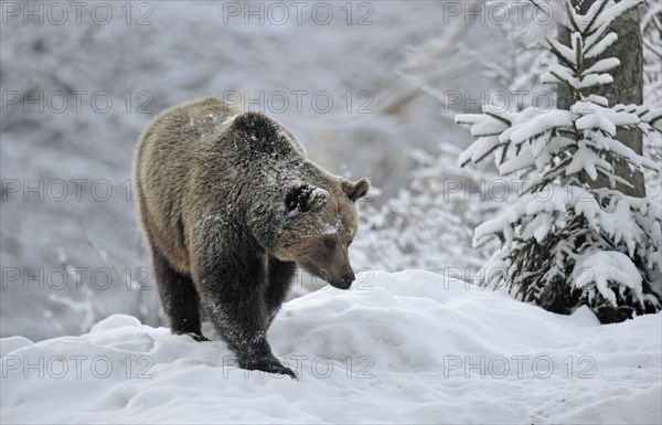 Brown Bear (Ursus arctos)