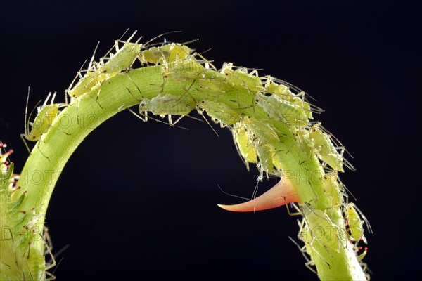 Large Rose Aphids (Macrosiphum rosae)