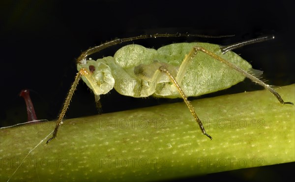 Large Rose Aphid (Macrosiphum rosae)