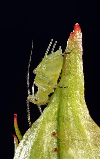 Large Rose Aphid (Macrosiphum rosae)