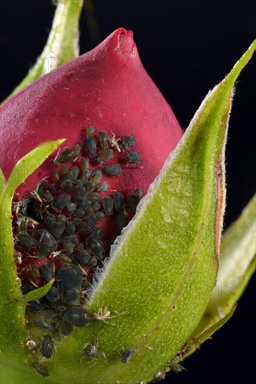 Large Rose Aphids (Macrosiphum rosae)