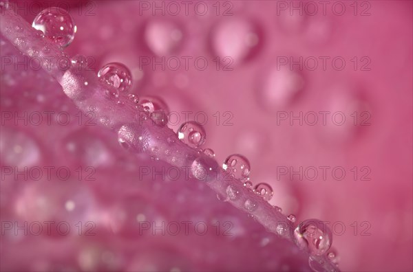 Dewdrops on a Rose (Rosa) petal