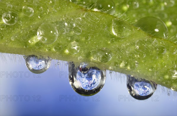 Planet Earth reflected in dewdrops