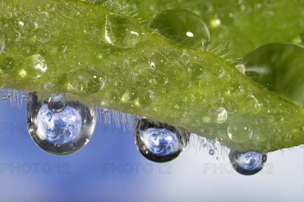 Planet Earth reflected in dewdrops