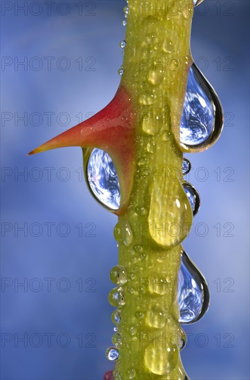 Planet Earth reflected in dewdrops on a rose stem with thorn